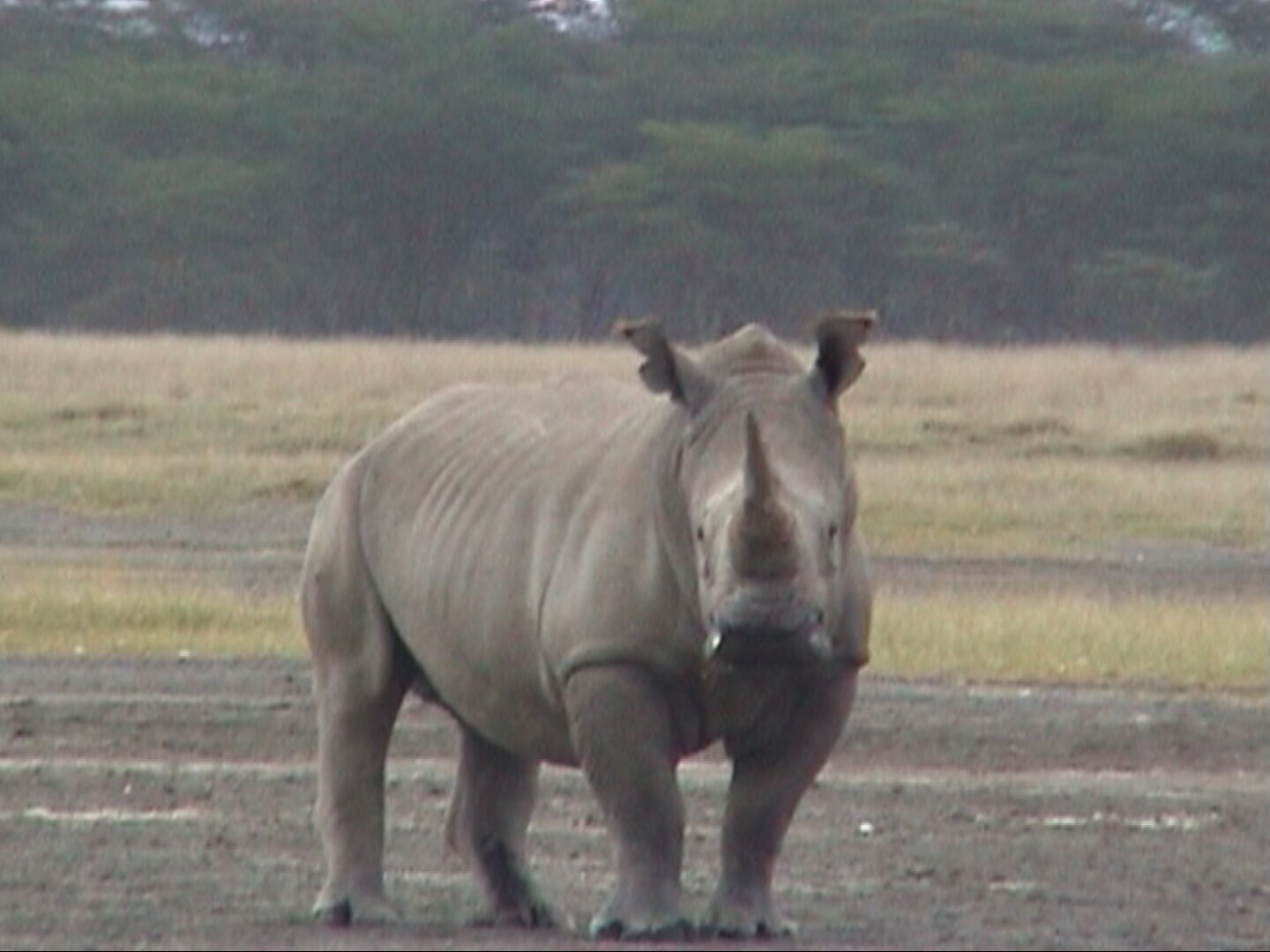 A front-facing, full-body photo of a large white rhinoceros standing in an open, grassy field at Lake Nakuru in Kenya. The rhino stands directly in the center, facing the camera with a calm demeanor. It features pale, thick grayish skin with heavy folds around its shoulders and neck, a large body, and a prominent, sharp front horn accompanied by a smaller rear horn. Its wide, square-shaped upper lip is clearly visible—a characteristic feature that distinguishes the white rhino from the black rhino (whose upper lip is pointed and hooked). Its ears are perked up and slightly notched at the tips. In the background, short, dry golden-brown grass stretches across the plain toward a thick line of green Acacia trees under an overcast sky.