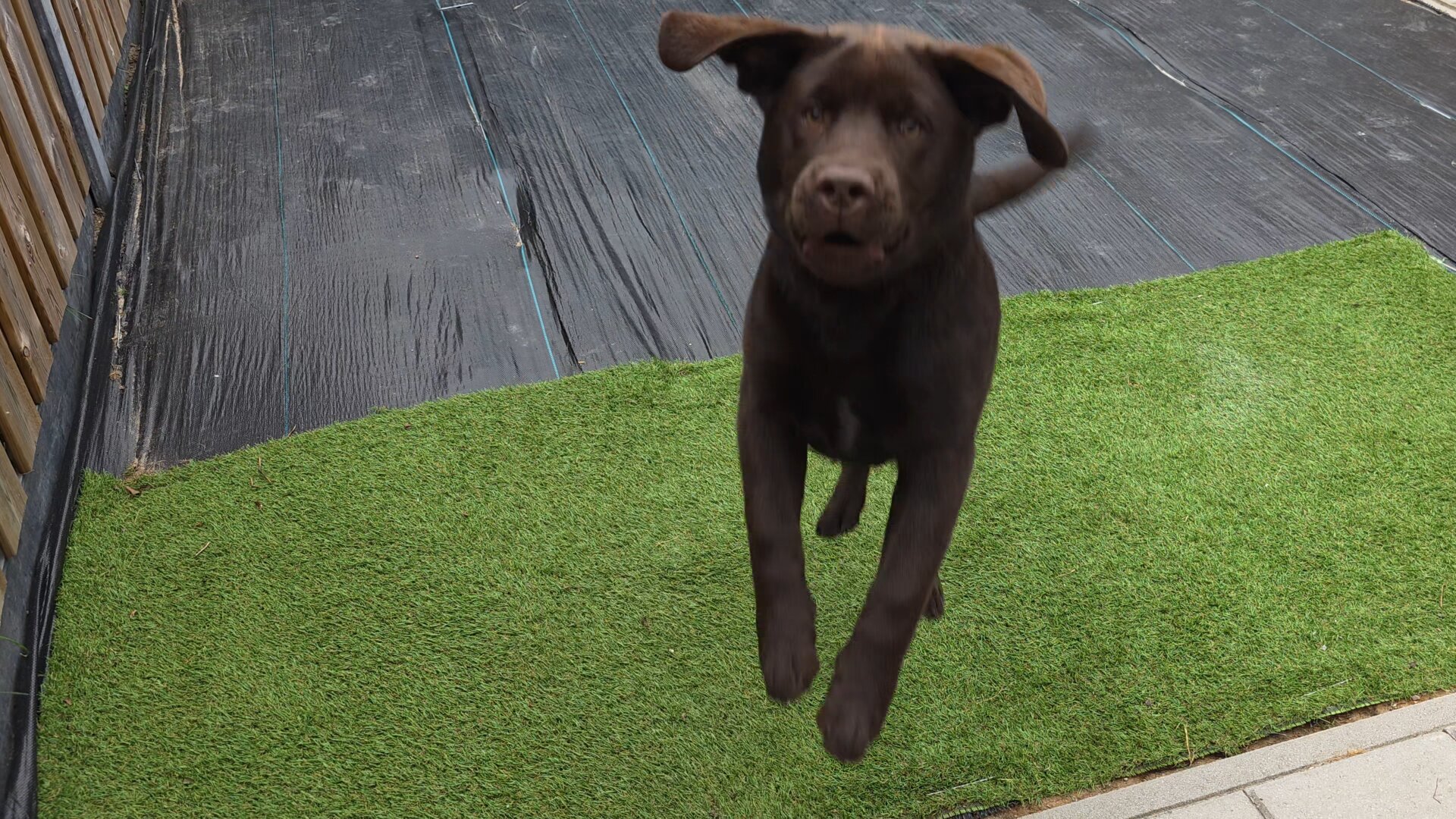A joyful, mid-air action shot of Koa, a young chocolate brown Labrador Retriever puppy, absolutely defying gravity in the garden. Captured in a moment of pure, unadulterated bliss, he is leaping directly toward the camera to catch the water and nozzle from a hose. His long, floppy ears are hilariously windblown, flaring out like wings as he flies through the air. Koa's rich, dark chocolate coat shines beautifully, and his distinctive narrow strip of white fur is perfectly visible right in the middle of his chest. His paws hang forward with adorable youthful clumsiness, his determined eyes are focused entirely on his watery target, and his mouth is open in eager anticipation. Below this flying pup is a patch of green artificial turf, set against a black ground cover membrane next to a wooden fence. It’s a wonderfully chaotic, loving snapshot of pure, unstoppable puppy energy.