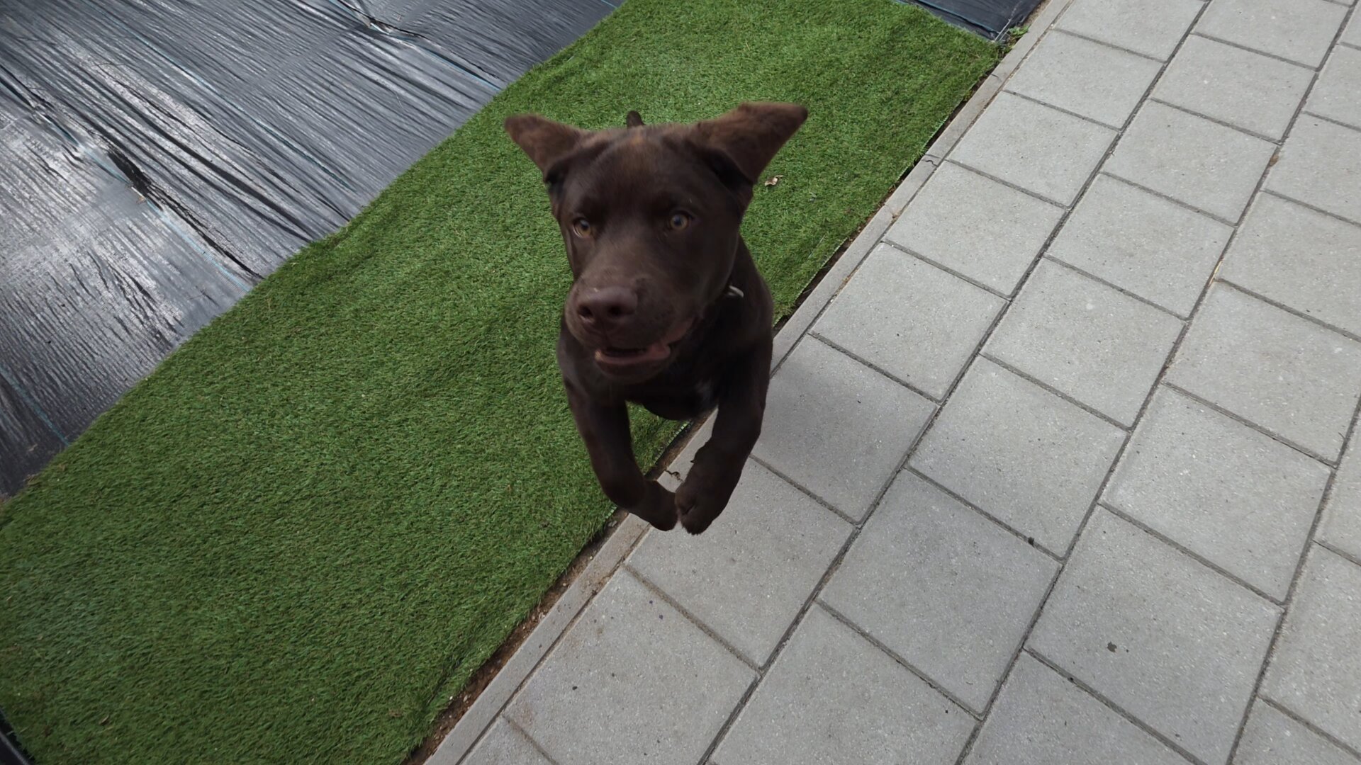 A high-angle, action photo captures Koa, a young chocolate brown Labrador Retriever pup, literally airborne as he leaps directly toward Cynni! His front legs are tucked neatly together beneath his chest like a little airplane landing gear, his ears are swept back like tiny wings, and his wide, eager eyes are locked straight ahead in hilarious, laser-focused excitement.
He is caught right at the border where a vibrant strip of green artificial turf meets the neatly paved grey patio. Black ground fabric stretches out along the edge of the lawn strip in the background, setting the scene for this glorious, gravity-defying moment of pure puppy playfulness during water-hose fun.