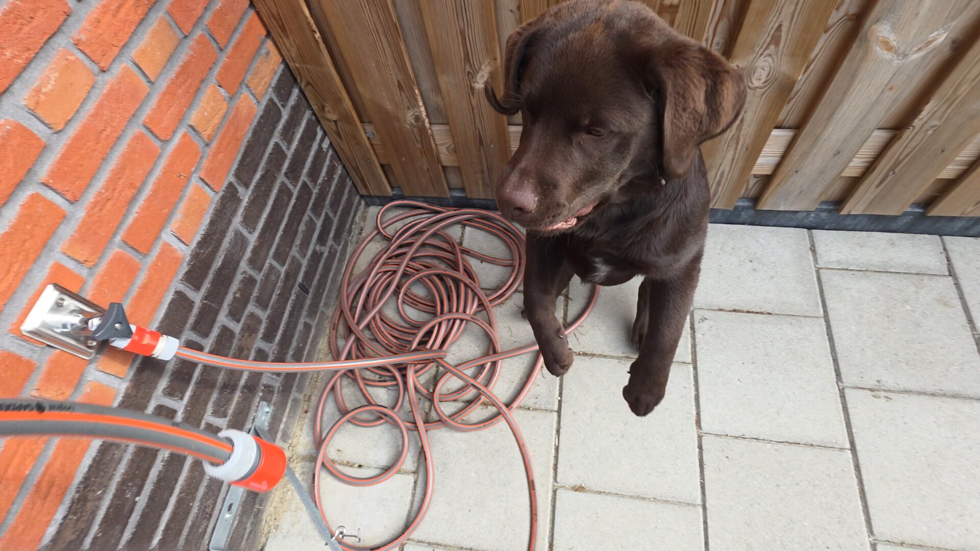 A high-angle photo captures Koa, a young chocolate brown Labrador Retriever pup, hopping up in mid-air right in front of a wooden garden fence! His front paws are tucked in, his floppy ears frame his adorable, focused face, and the small patch of white fur on his chest is just visible as he leaps toward the source of the fun.
To his left, the outdoor spigot on a red-and-brown brick wall connects to an orange garden hose, which lies loosely coiled across the grey patio tiles. In the immediate foreground, another section of the hose extends into the frame, capturing a mid-play snapshot of his water-hose adventures with Cynni.