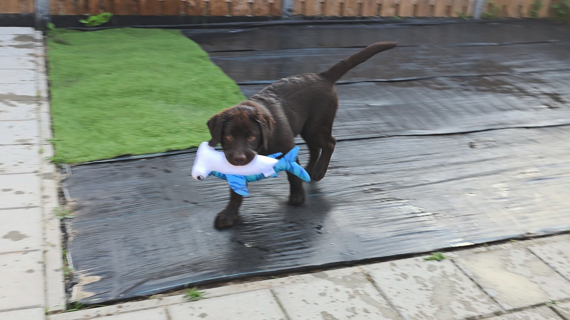 Koa, the adorable chocolate brown Labrador Retriever puppy, continues his triumphant victory lap across the backyard. Looking wonderfully damp and completely focused, his rich chocolate fur is sleek from his water adventures. He proudly marches across the wet, black groundcover sheet, firmly gripping his blue and white water shark toy sideways in his mouth like a prized catch. His long tail is pointed high in the air like a happy antenna, broadcasting his absolute joy to the world. A wooden fence frames the background of the garden, while wet stone patio pavers border the black sheeting in the foreground, catching the stray splashes from a very busy, very damp puppy who clearly considers this successful shark hunt the highlight of his day.