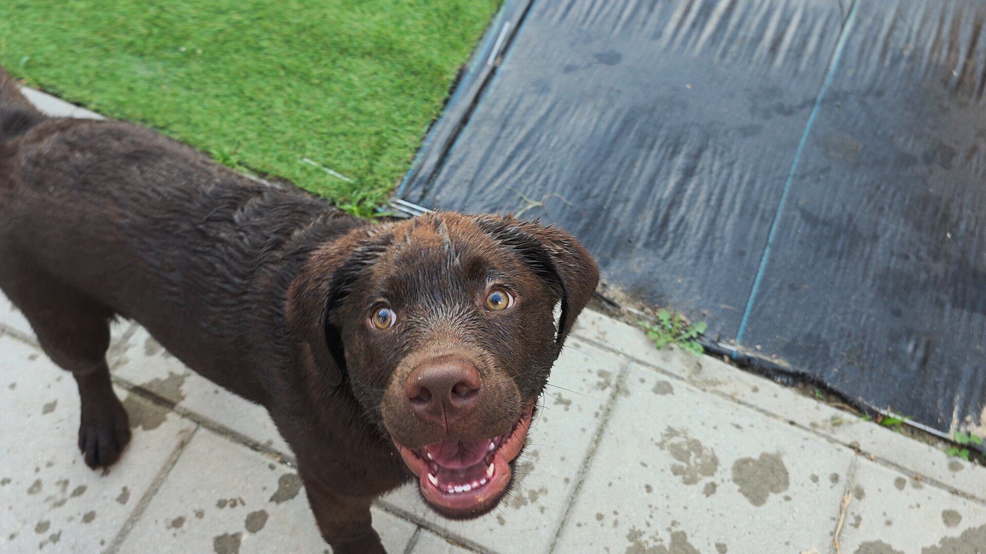 Koa, the handsome chocolate brown Labrador Retriever puppy, continues to strike a pose from a high-angle perspective, looking up with absolute adoration. His rich chocolate fur is beautifully textured, wavy, and slicked down along his back from his pool antics, while the top of his head sports a delightfully spiky, wet look. With wide, soulful amber-brown eyes and an infectious, open-mouthed puppy grin showing off his pink tongue and tiny teeth, he is the picture of pure happiness. He stands confidently on the light gray patio pavers, which are decorated with dark, wet paw prints and splashes. In the background, the vibrant green artificial turf runs alongside the textured black garden groundcover sheet, framing this perfectly damp, joyful moment of a pup thoroughly enjoying his summer afternoon.