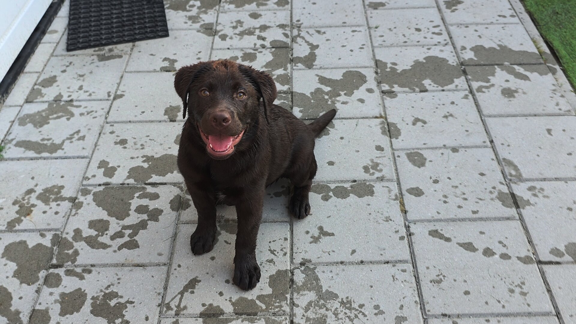 Koa, the handsome chocolate brown Labrador Retriever puppy, is captured from a high angle, sitting beautifully and politely right in the middle of the frame. Looking thoroughly soaked and spectacularly pleased with himself, his rich, dark coat is sleeked down from his water games, and the top of his head features a delightfully spiky, wet texture. He beams directly up at the camera with a joyful, open-mouthed smile, showing off his bright pink tongue and a hint of his little white chest patch. He sits confidently on the light gray patio pavers, which are covered in a chaotic, artistic canvas of dark, wet splashes and paw prints. To the left, the white door frame and a black doormat provide context, while the vibrant green artificial turf peeks into the upper right corner, framing a perfectly content puppy who has clearly mastered the art of backyard fun.