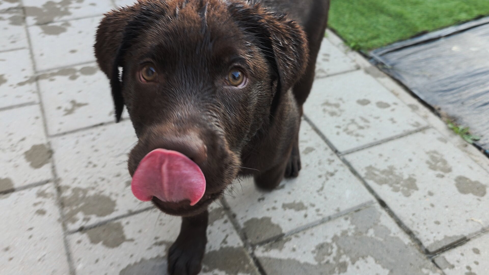 Koa, the irresistible chocolate brown Labrador Retriever puppy, moves in for a hilarious, ultra-close-up shot that completely fills the left side of the frame. His rich chocolate fur is thoroughly soaked, with the wet hairs on his forehead clumped into sweet, messy little waves. He stares intently up at the camera with wide, soulful brown eyes while executing a massive, perfectly centered tongue-lick that nearly covers his entire nose. He stands on the light gray patio pavers, which are decorated with a messy constellation of dark, wet paw prints from his water games. In the upper right corner, a hint of the green artificial turf and black garden groundcover sheet completes the backdrop for this wonderfully goofy, damp, and incredibly endearing close-up.