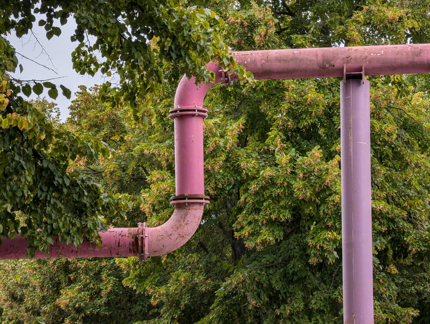 Heavy red pipes up in the trees, on a street.