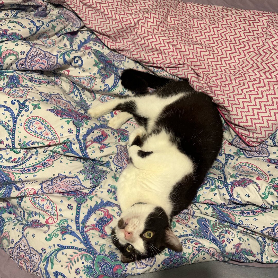 A black and white cat laying on a flowery duvet