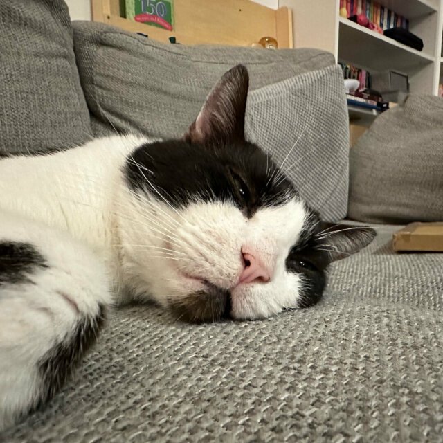 A black and white cat sleeping on a sofa