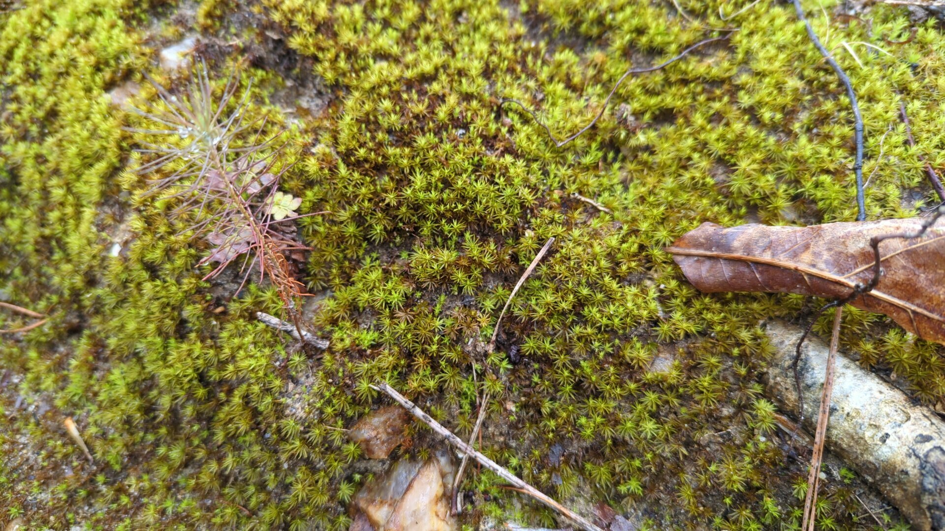 Young conifer with red needles among lichen