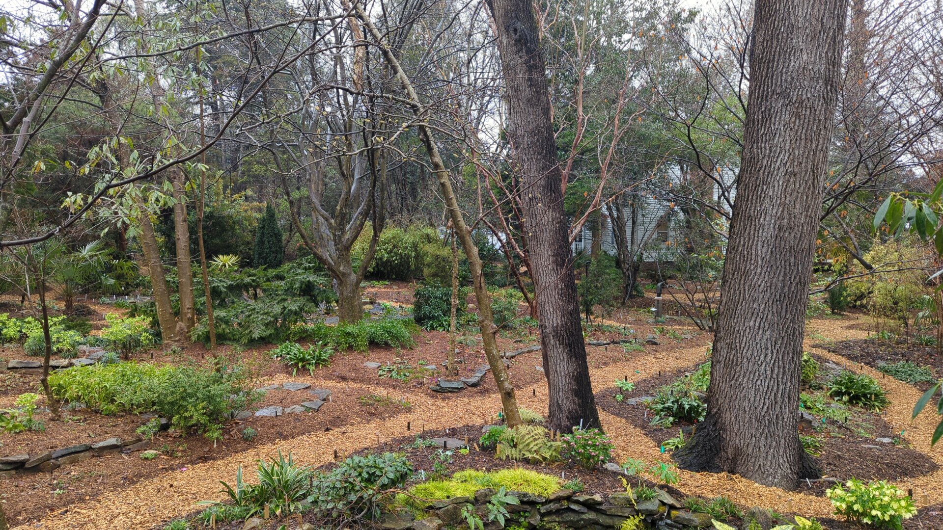 View of about a dozen trees, and undergrowth in the highly manicured Juniper Level Botanic Garden, taken from the gazebo