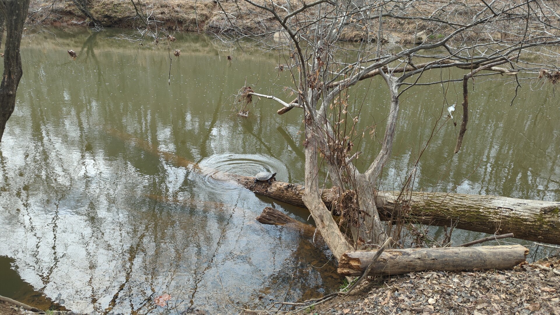 Ripples nearby a turtle sunbathing on a fallen tree that is partly submerged in the Eno River