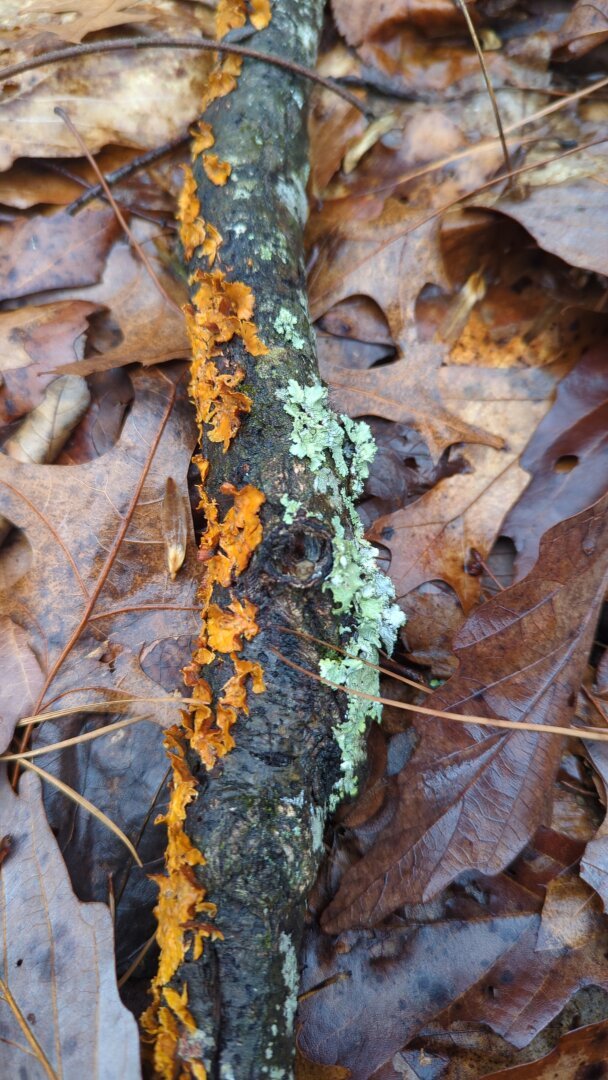 Amber colored and jade colored lichen growing on either side of a fallen stem