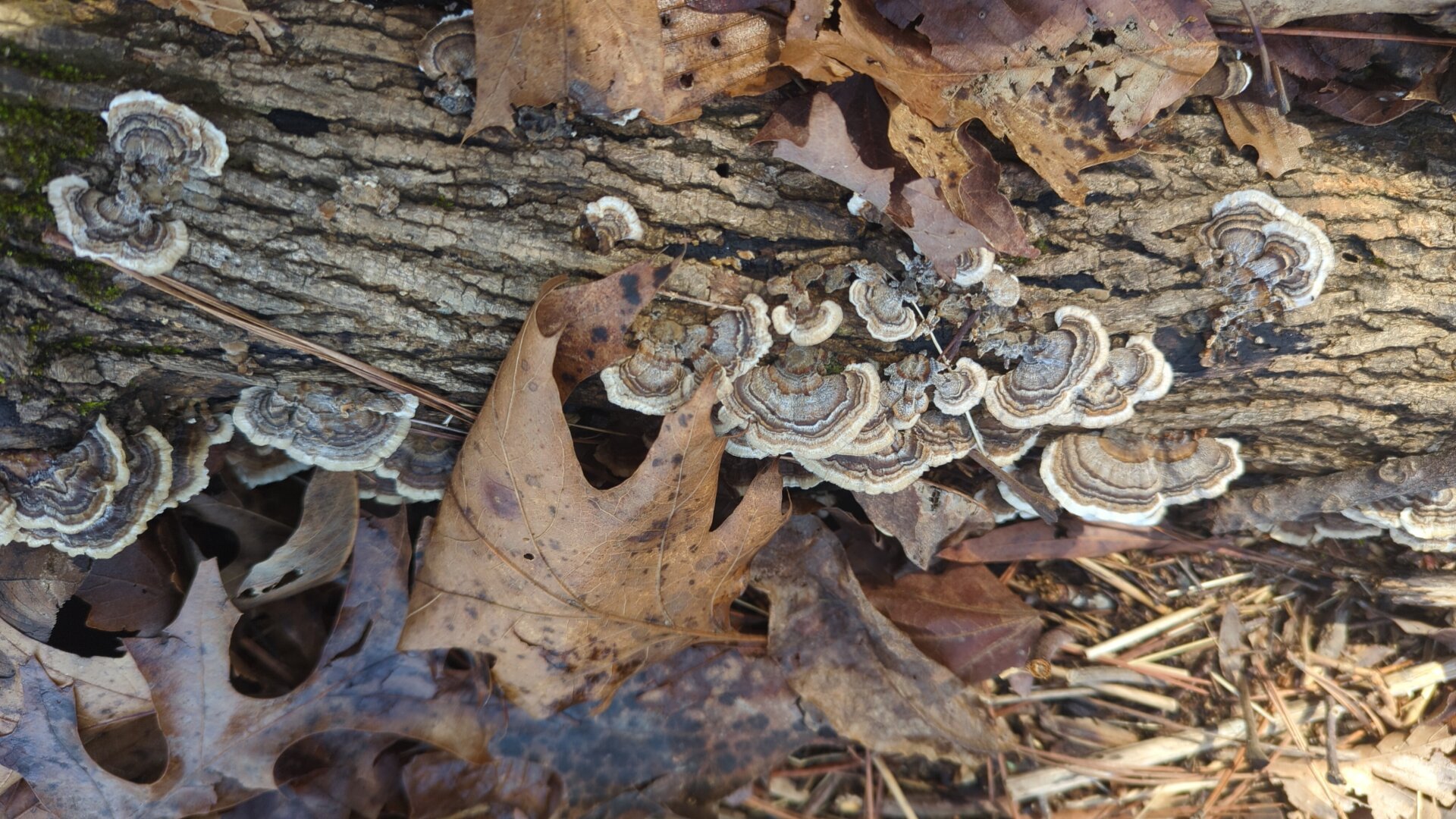 Turkey tail fungi on a fallen stem with oak leaf foliage