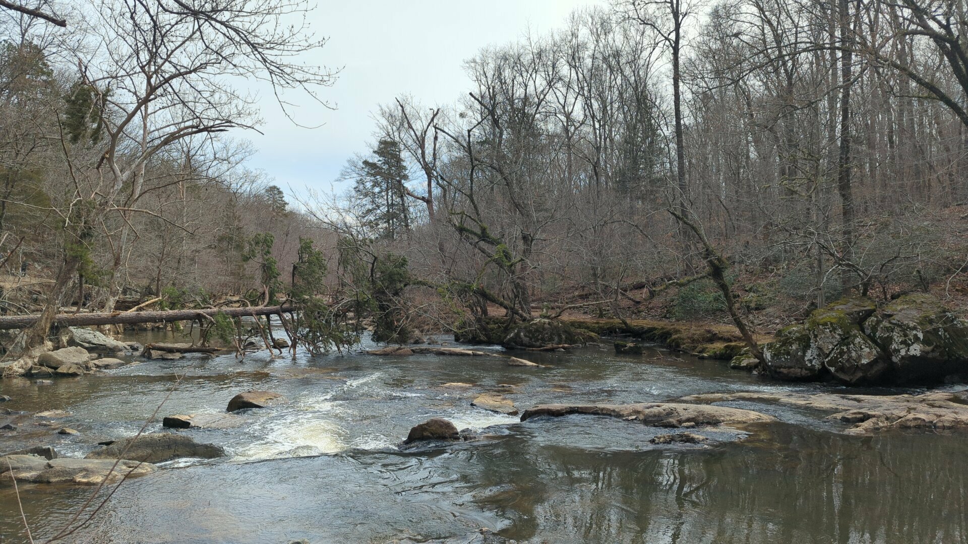 Two fallen trees, on either side of the Eno River, whose canopies come together in the middle of the river, still hovering above the running water