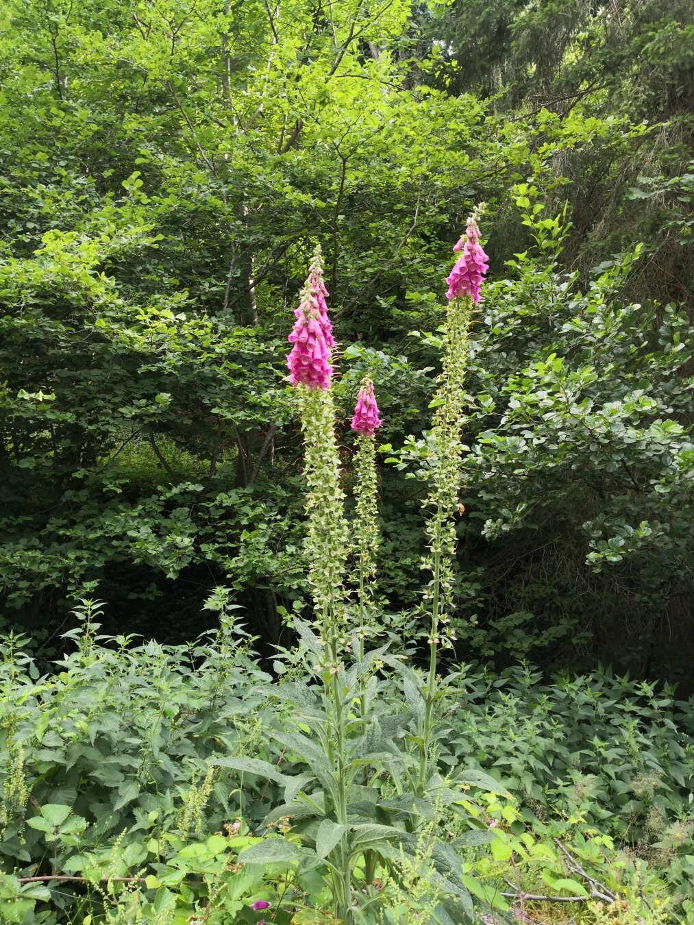 This picture shows a red foxglove