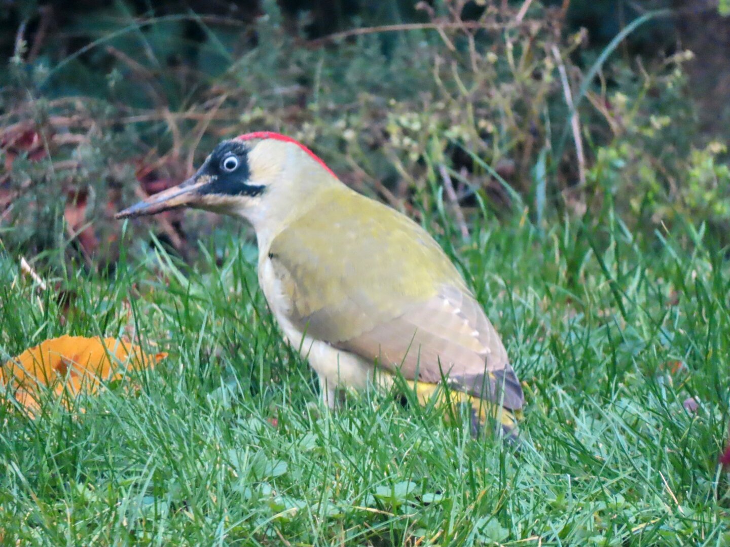 This picture shows a green woodpecker looking for some ants