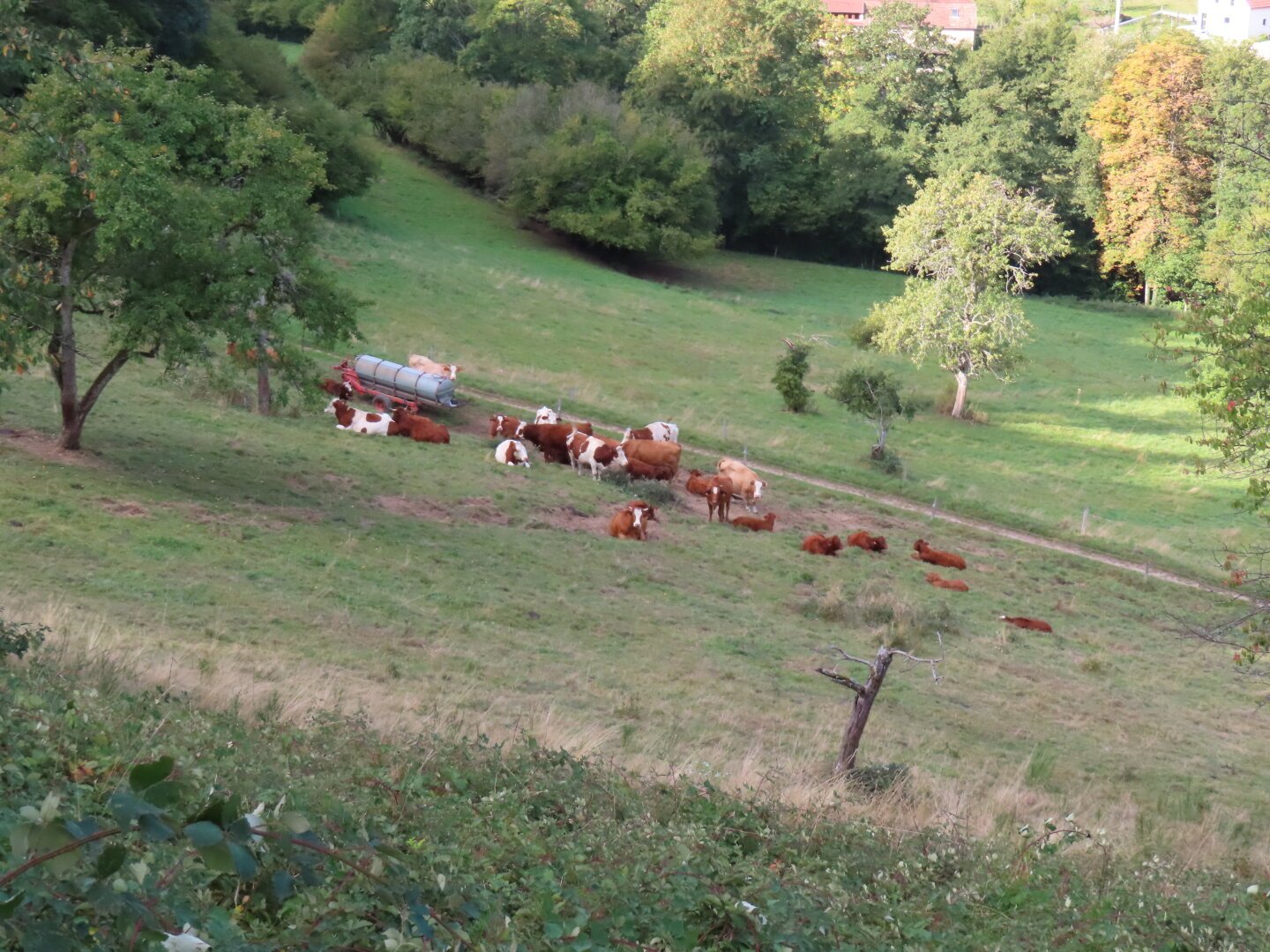 The picture shows cows resting in the pasture