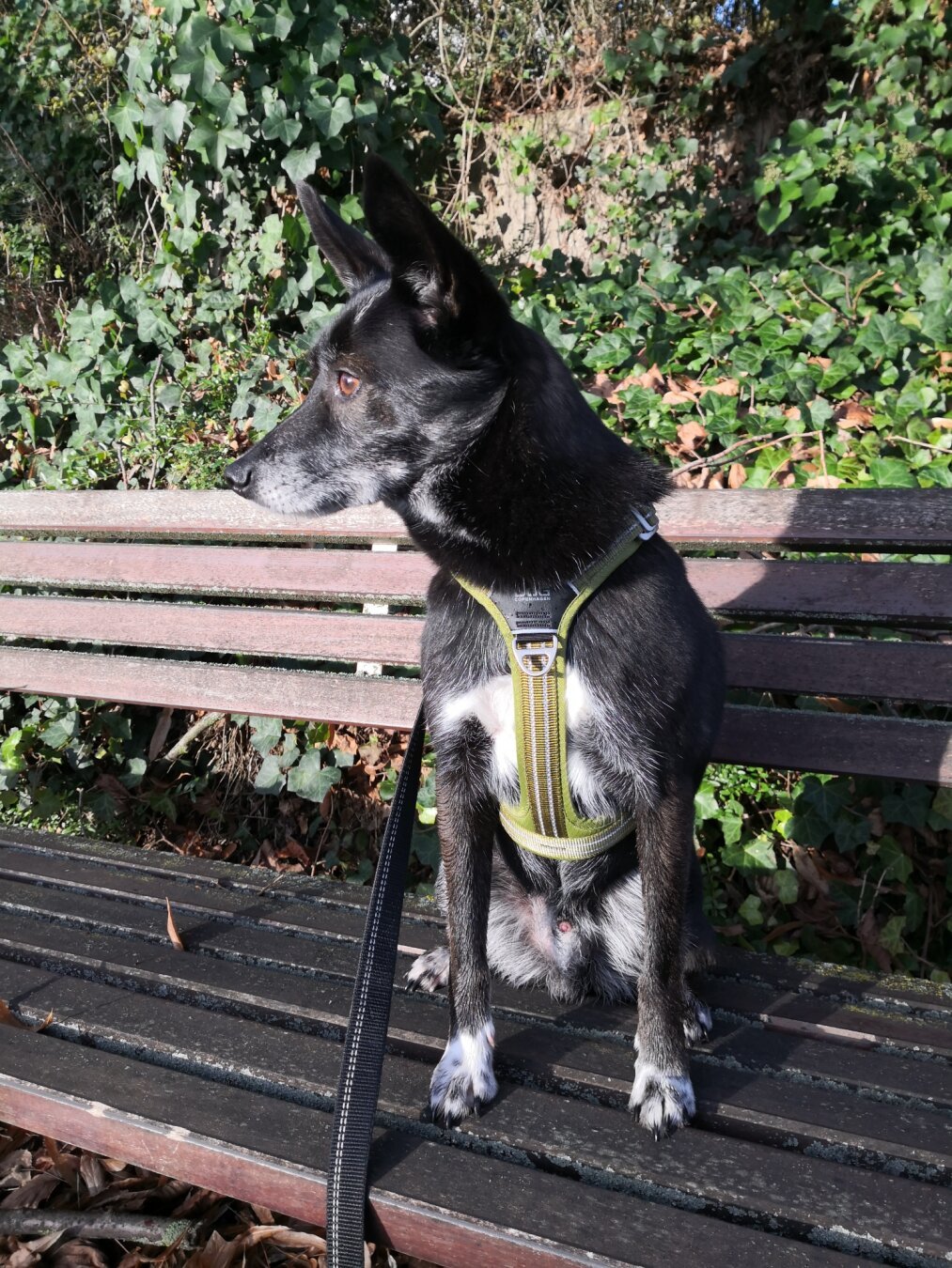 Our beloved Dobby with his brand new Harness #dogs #rescuedog #dogsofmastodon #dogsofpixelfed #dobby #mastodon #pixelfed