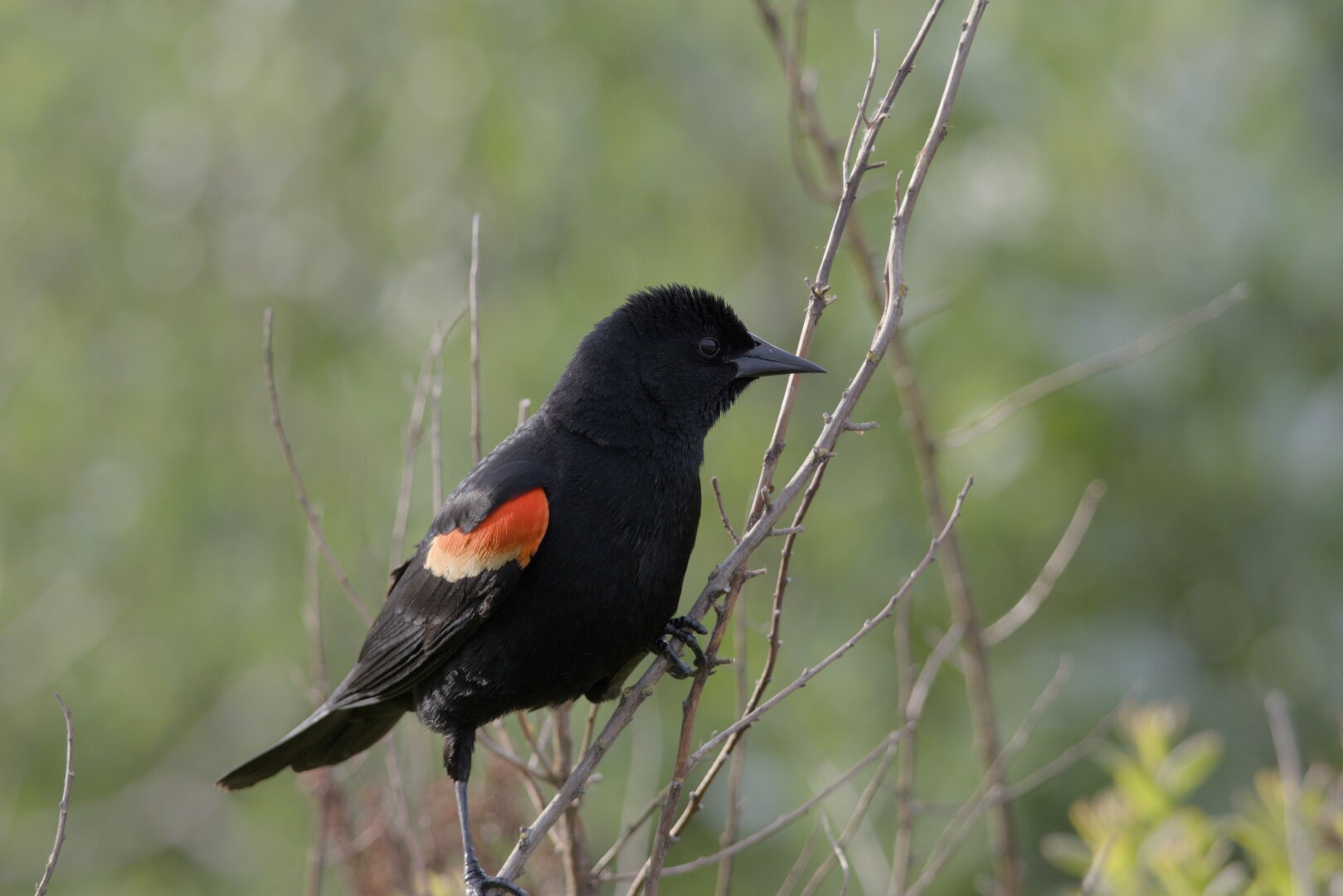 Red winged blackbird perched on a branch