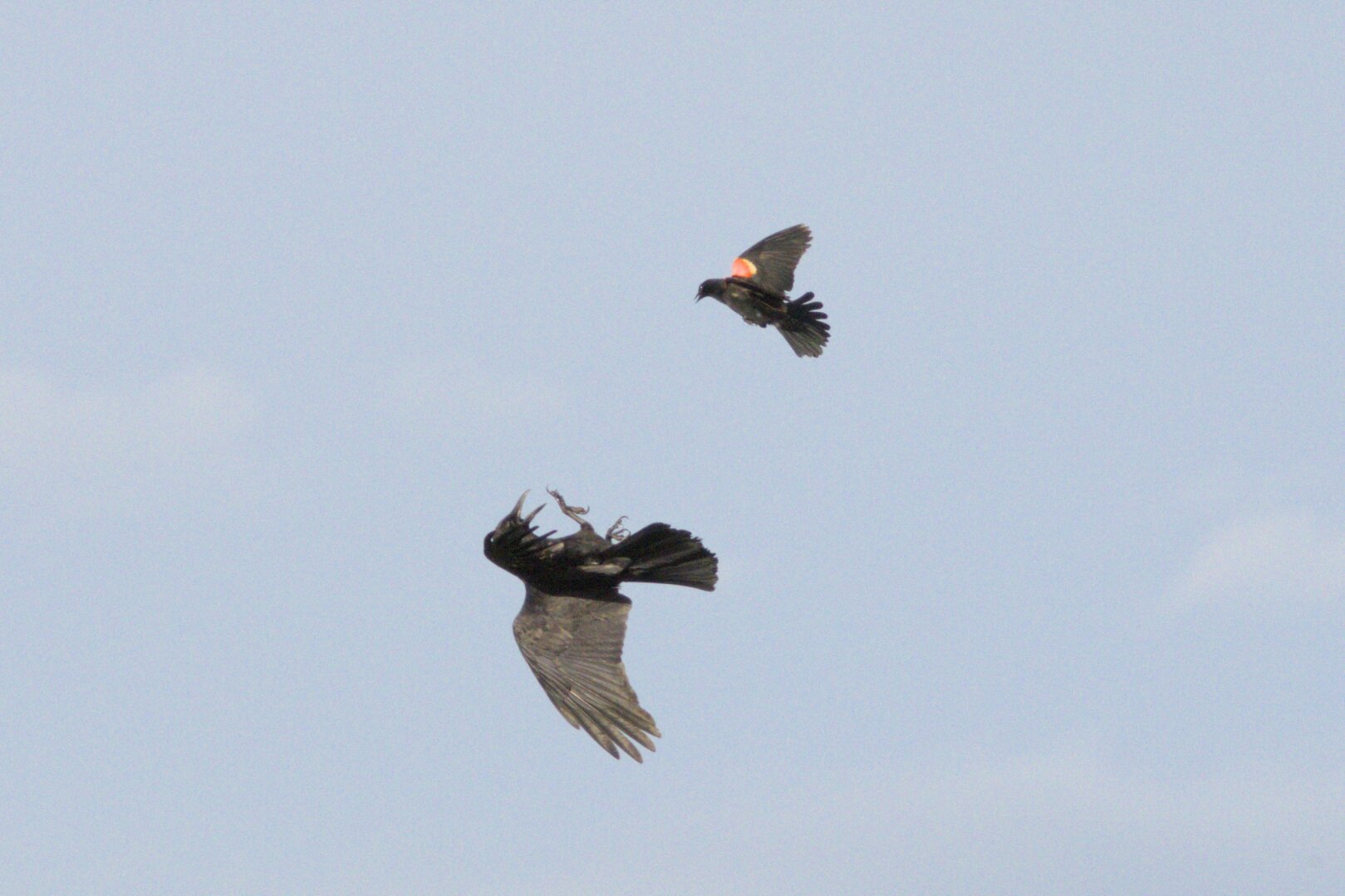 Photo of a crow flying upside down to avoid harrasment by a red winged blackbird