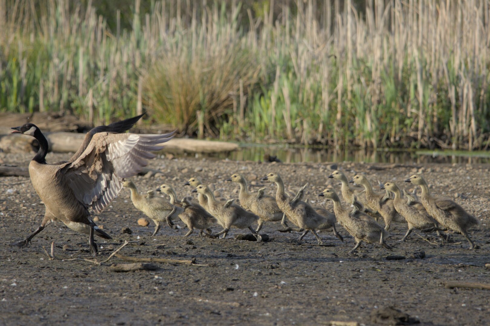 Photo of a canadian goose family walking across the shot with parent goose leading the pack and goslings following behind.