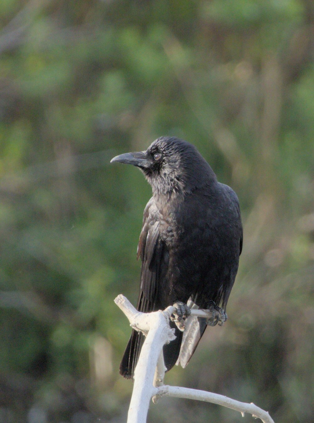 A picture of a Crow perched on a branch, looking towards the sun.