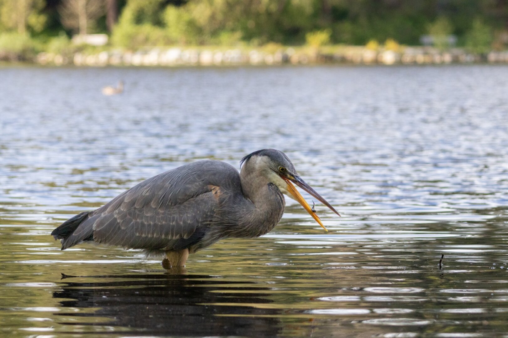 Great blue heron with a fish in between its beak
