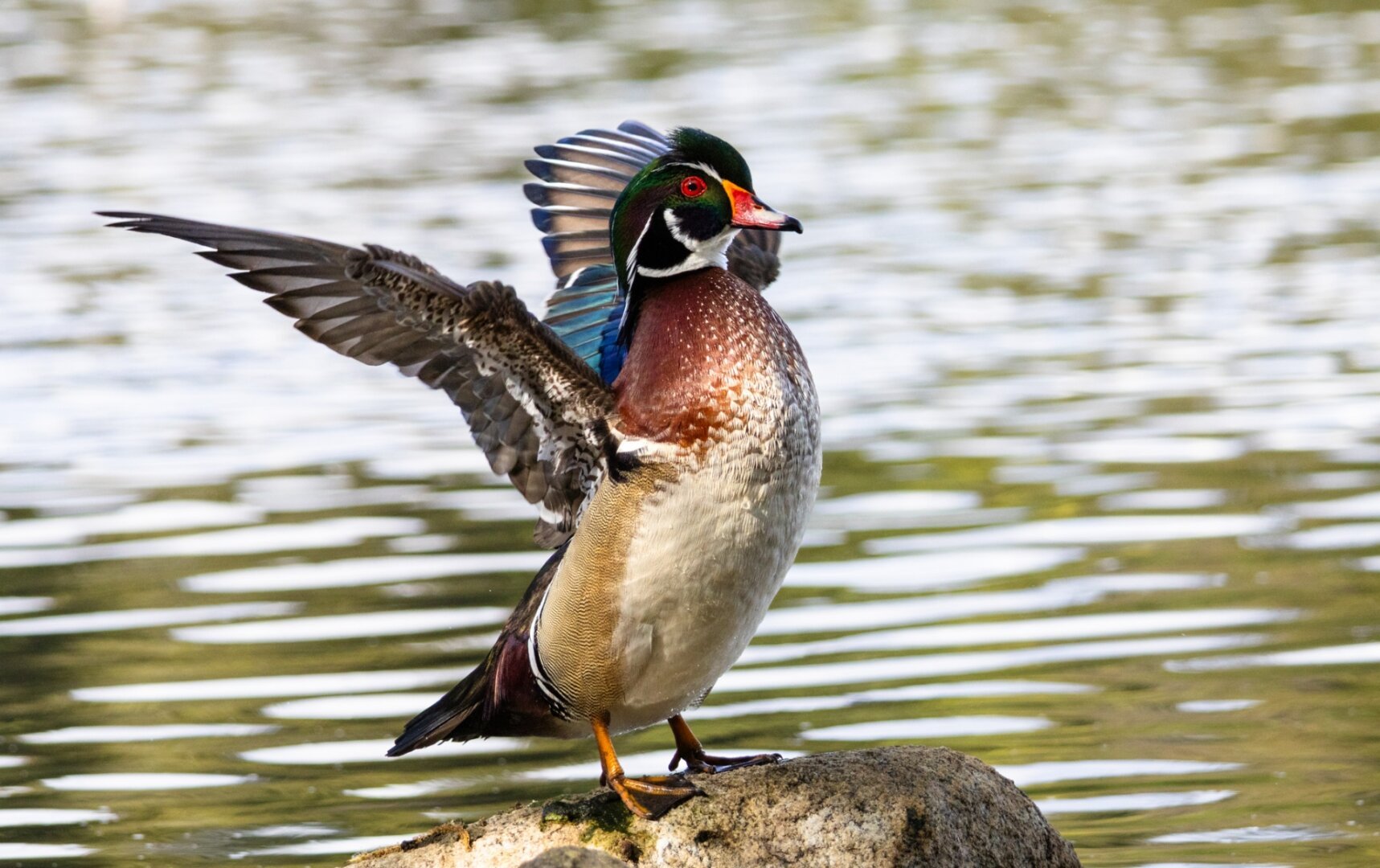Wood duck standing up and streching his wings backwards