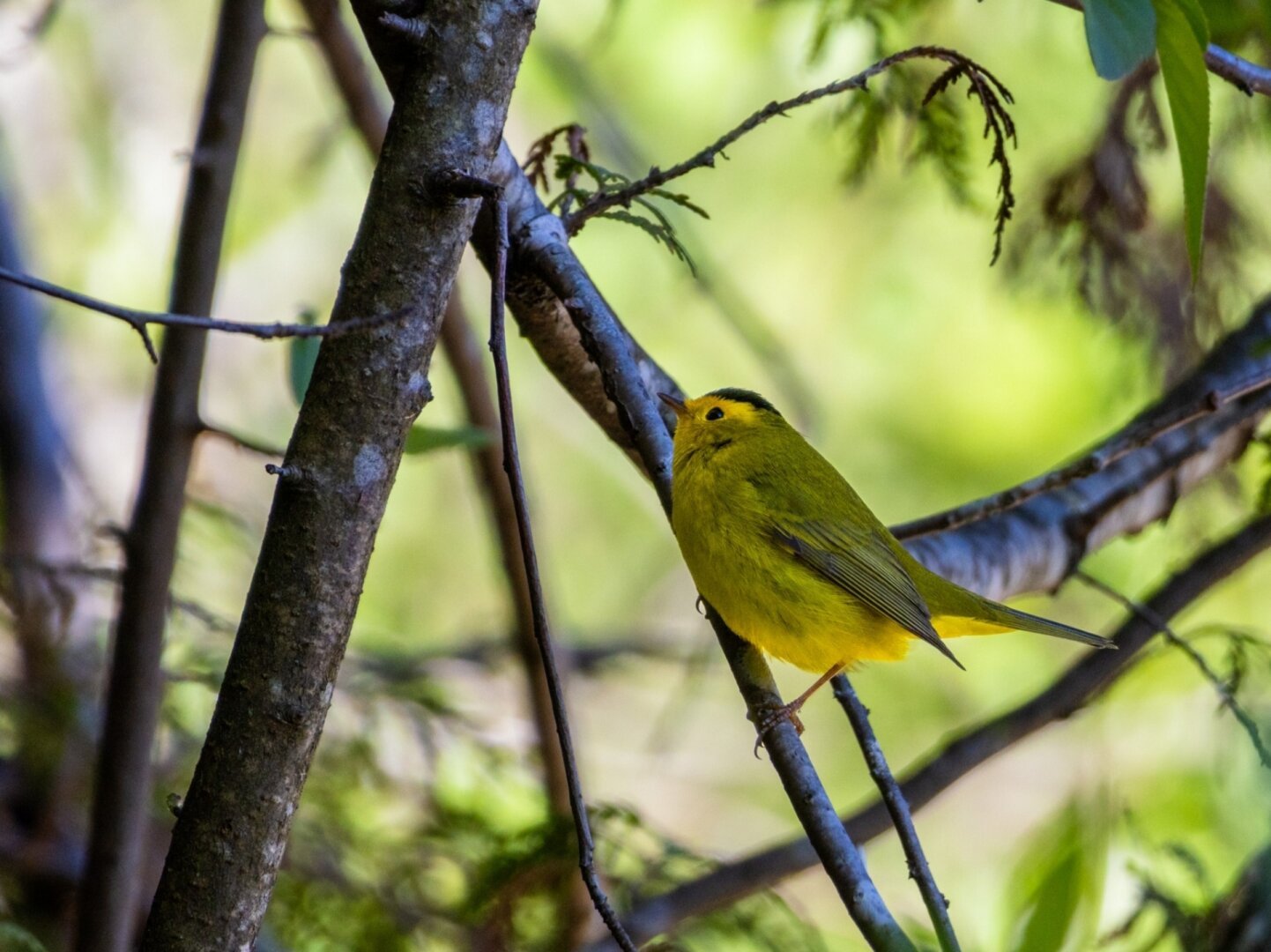 Wilson's warbler perched on a tree branch