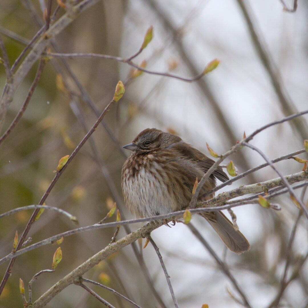 Sparrow with puffed up feathers on a tree branch