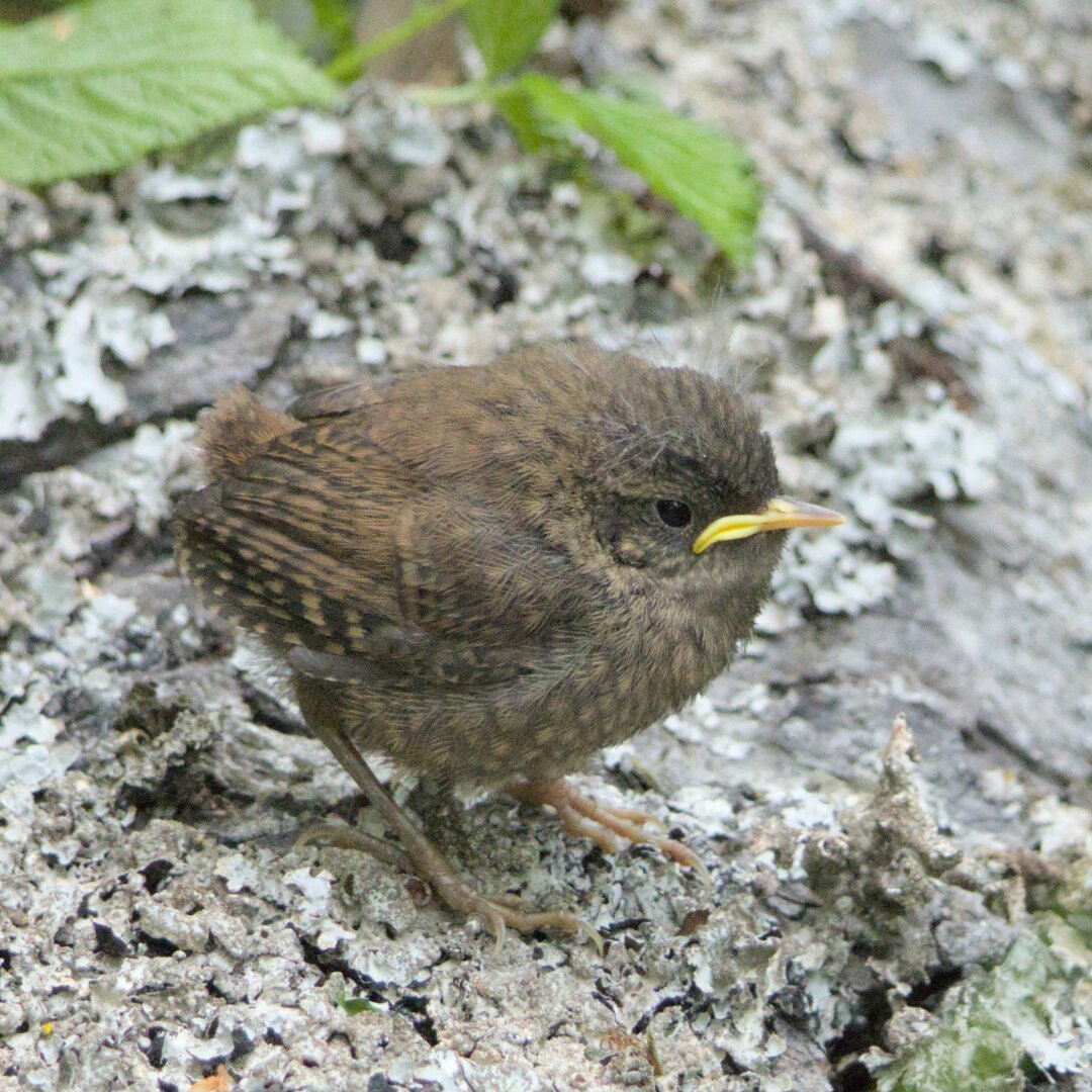 Picture of a baby bird(possibly a sparrow) with ruffled head feathers and an angry looking face, standing on top of a rock.