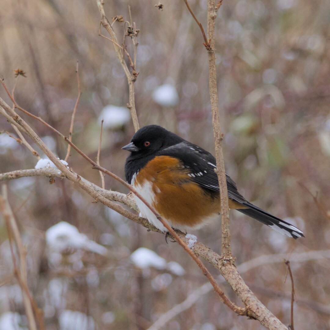 Towhee with puffed up feathers on a tree branch