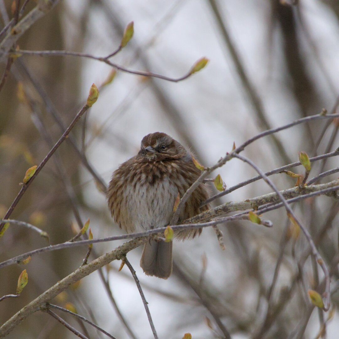 Sparrow with puffed up feathers on a tree branch