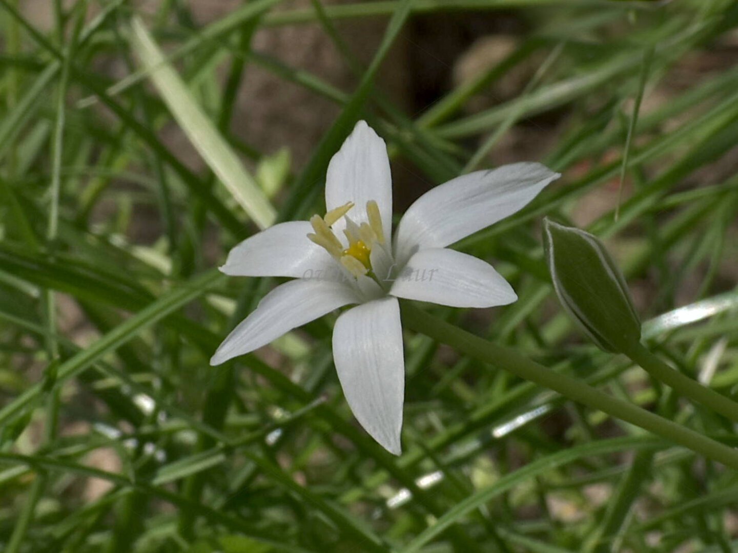 Flower, closeup, color, photo