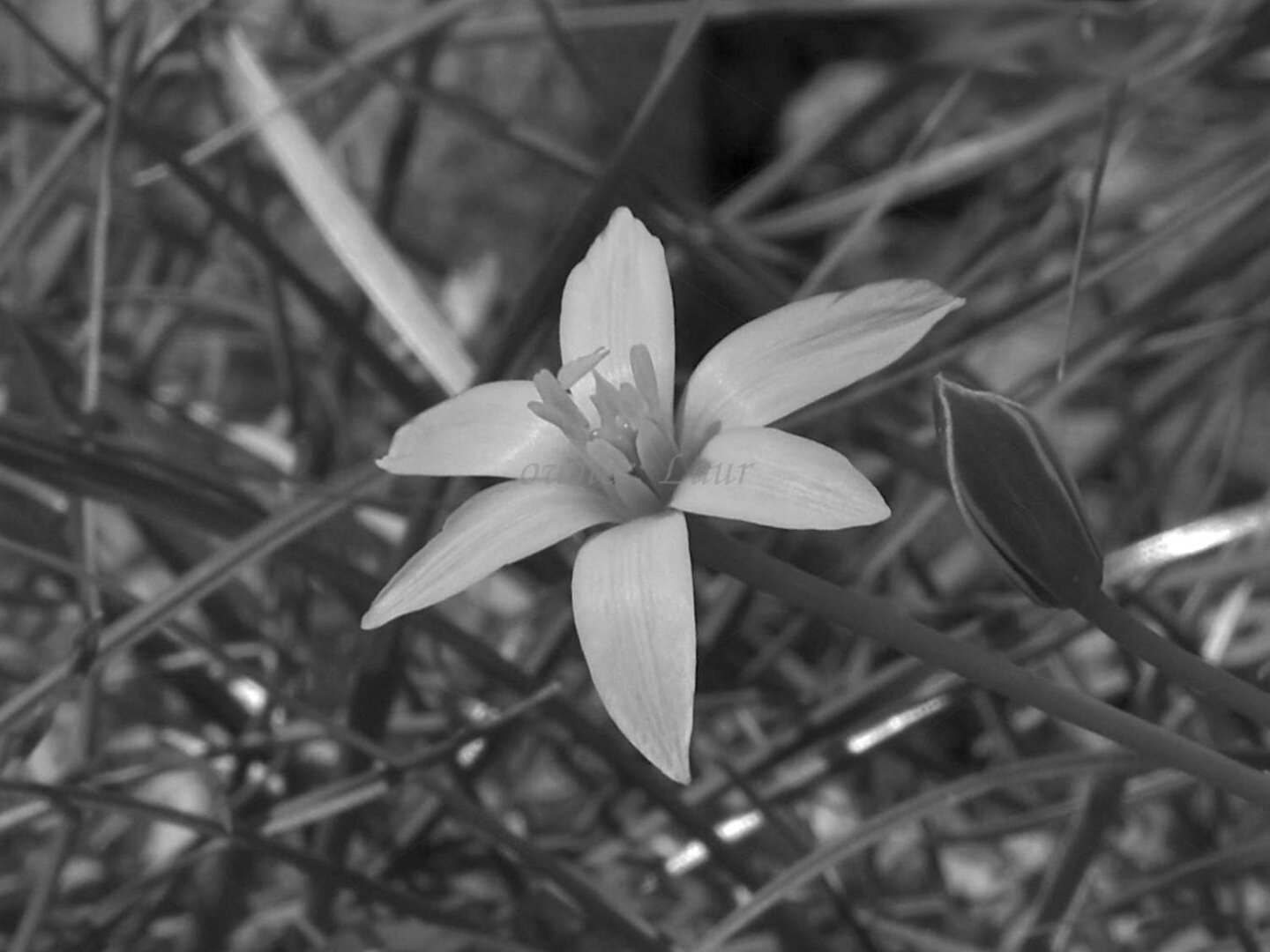 Flower, closeup, black and white, photo