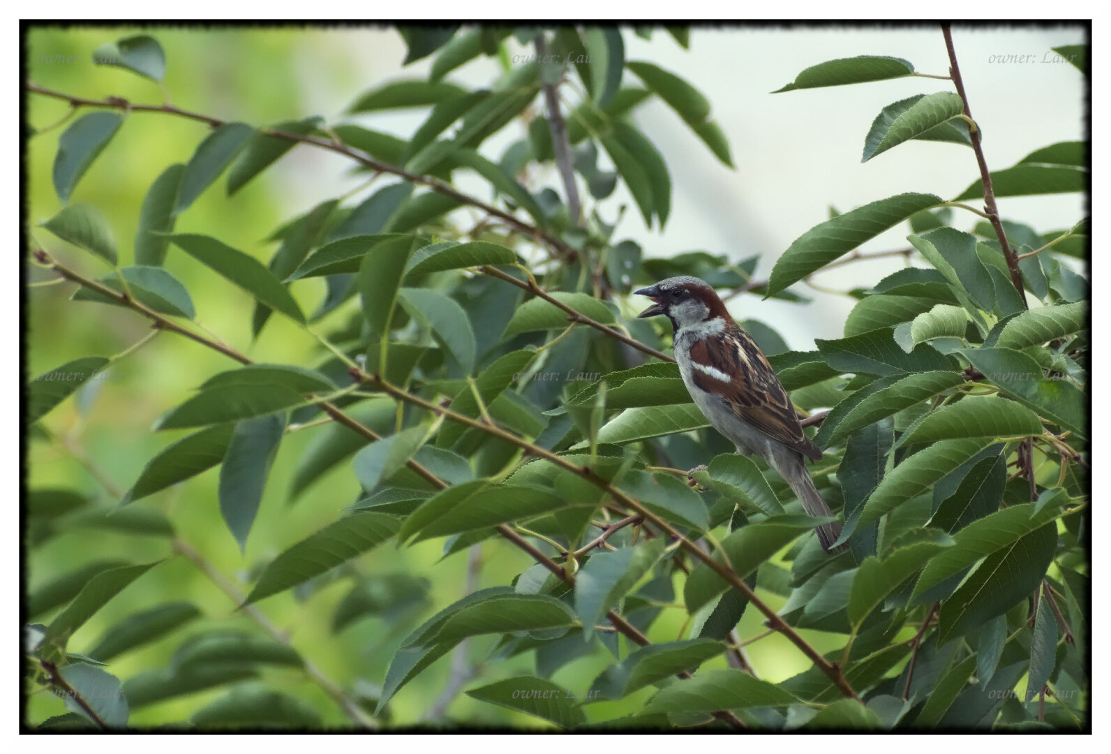 Bird, color, photo