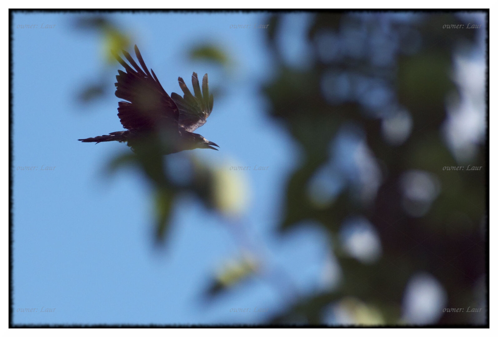 Bird, color, photo
