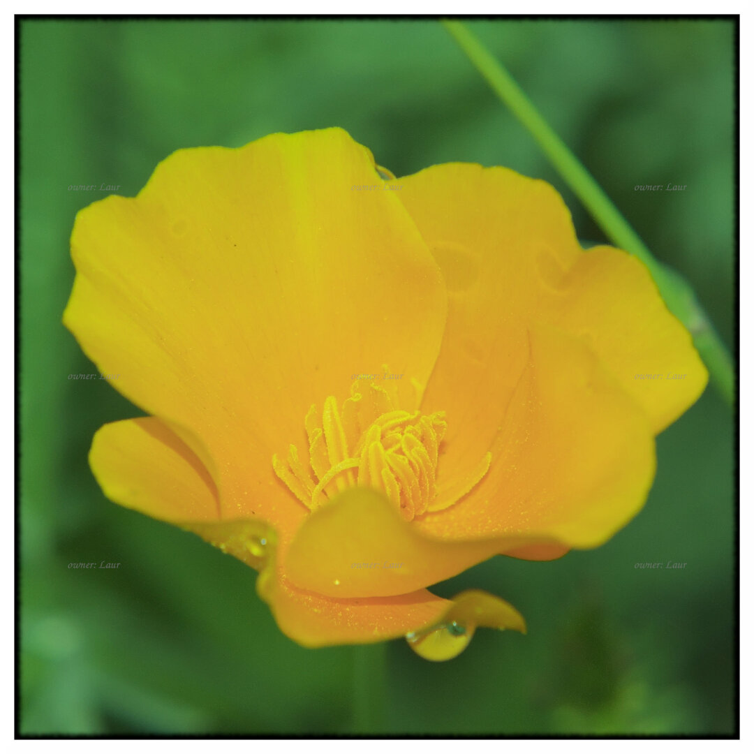 Flower, color, photo