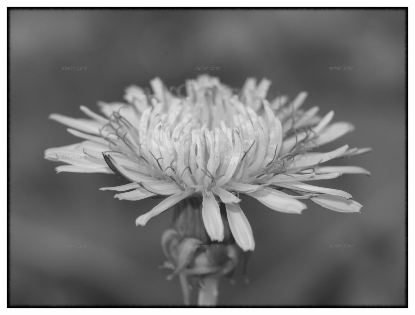 Flower, monochrome, photo