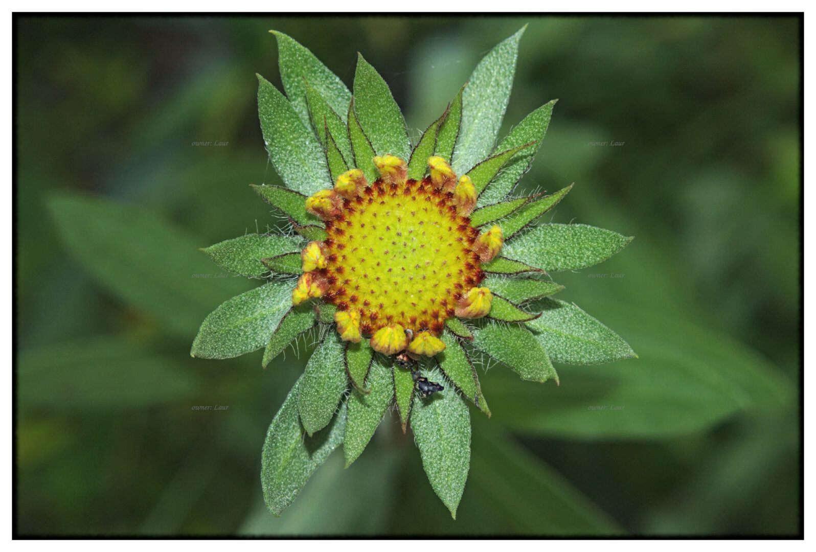 Flower, color, photo