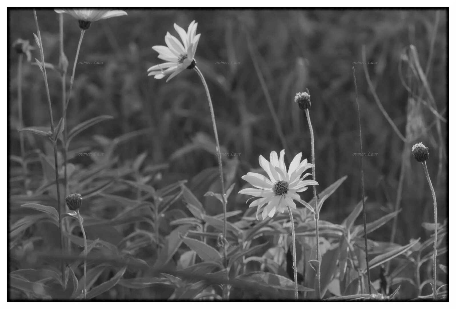 Flowers, monochrome, photo