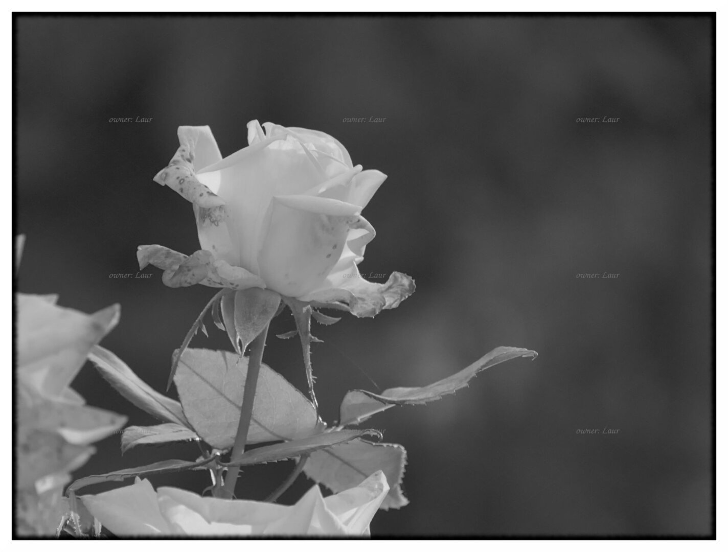 Rose, monochrome, photo