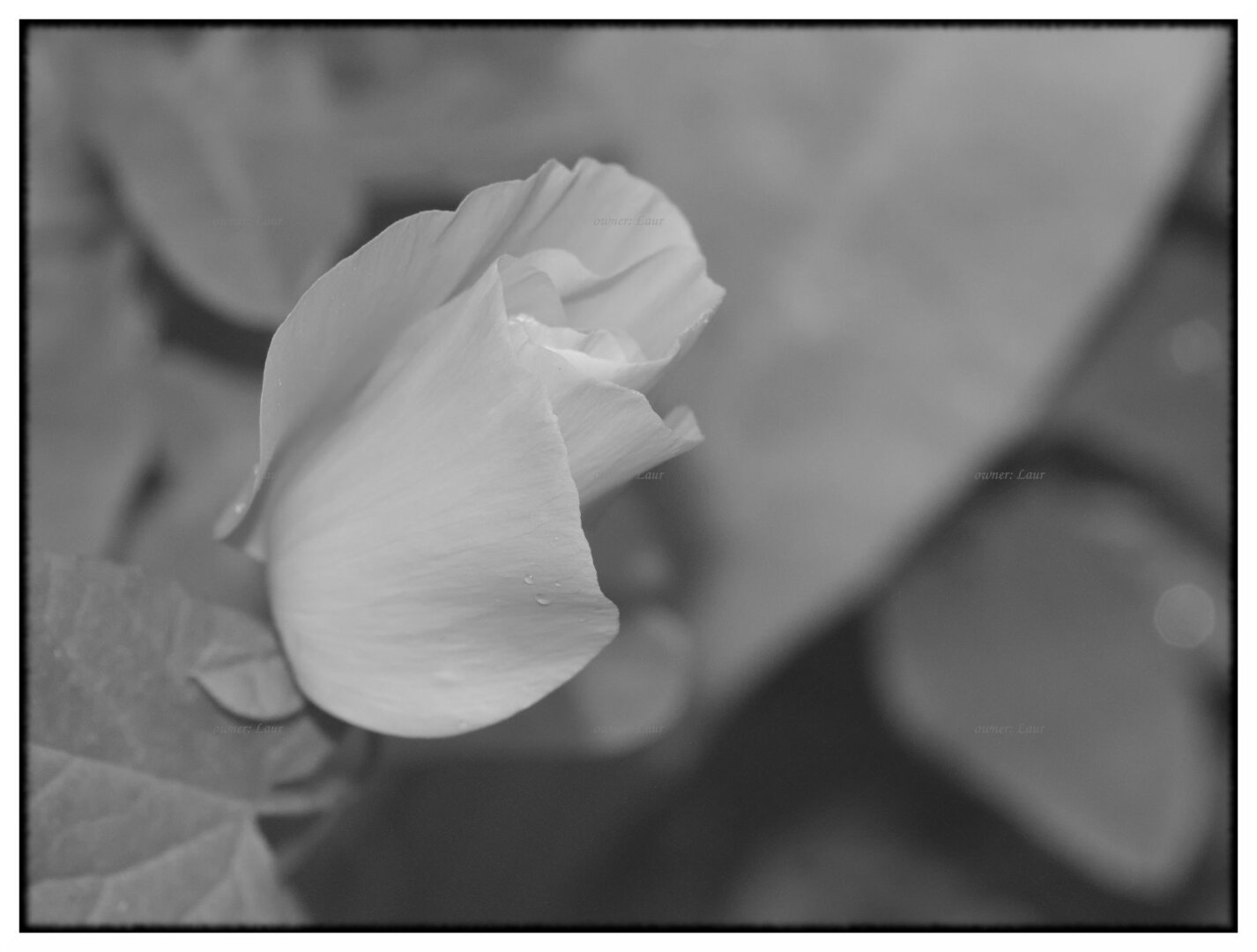 Flower, monochrome, photo