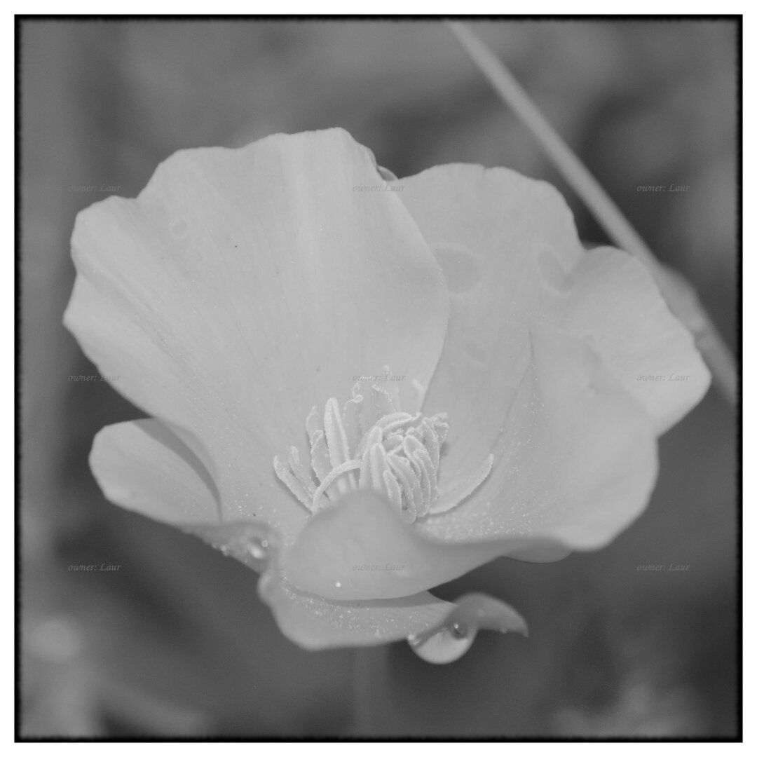 Flower, monochrome, photo