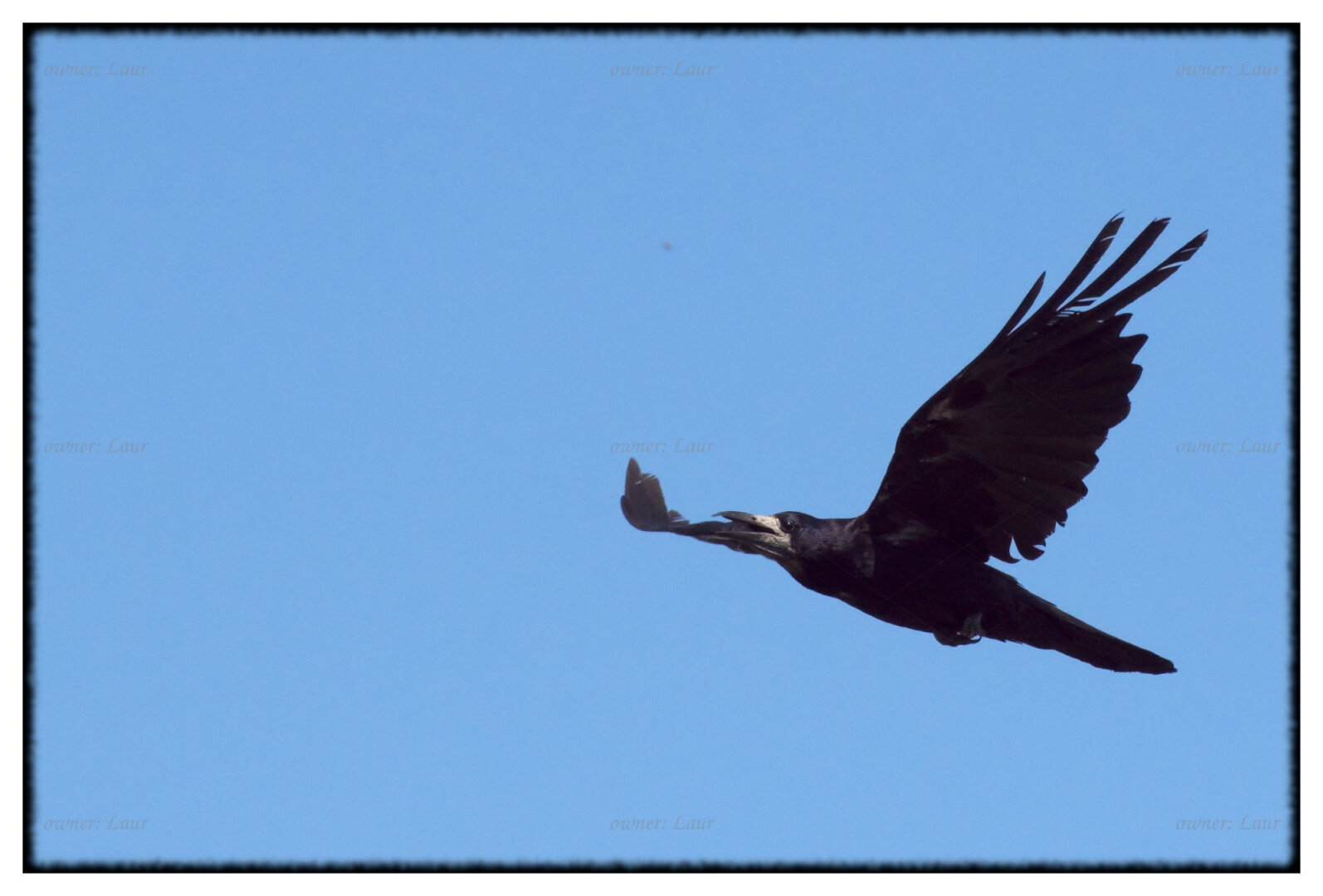Bird, color, photo