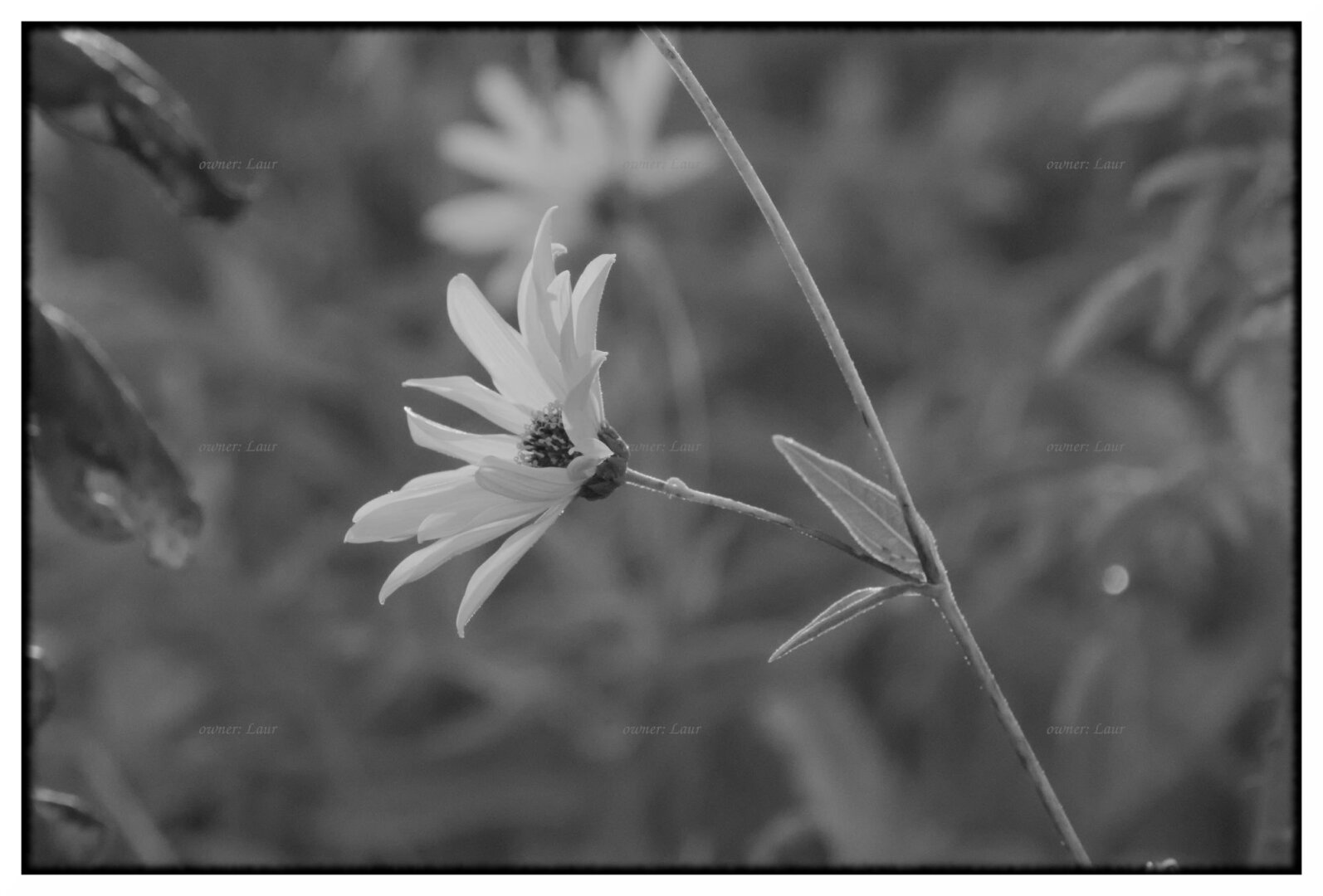 Flower, monochrome, photo