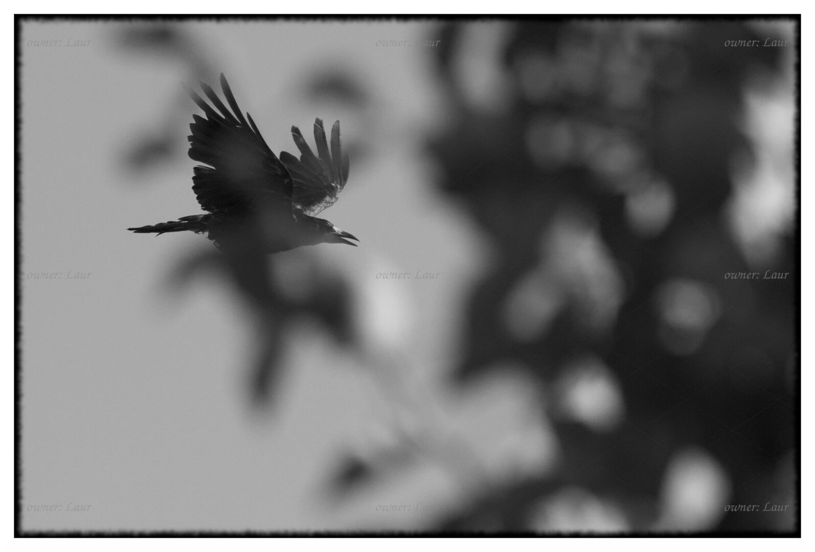 Bird, monochrome, photo