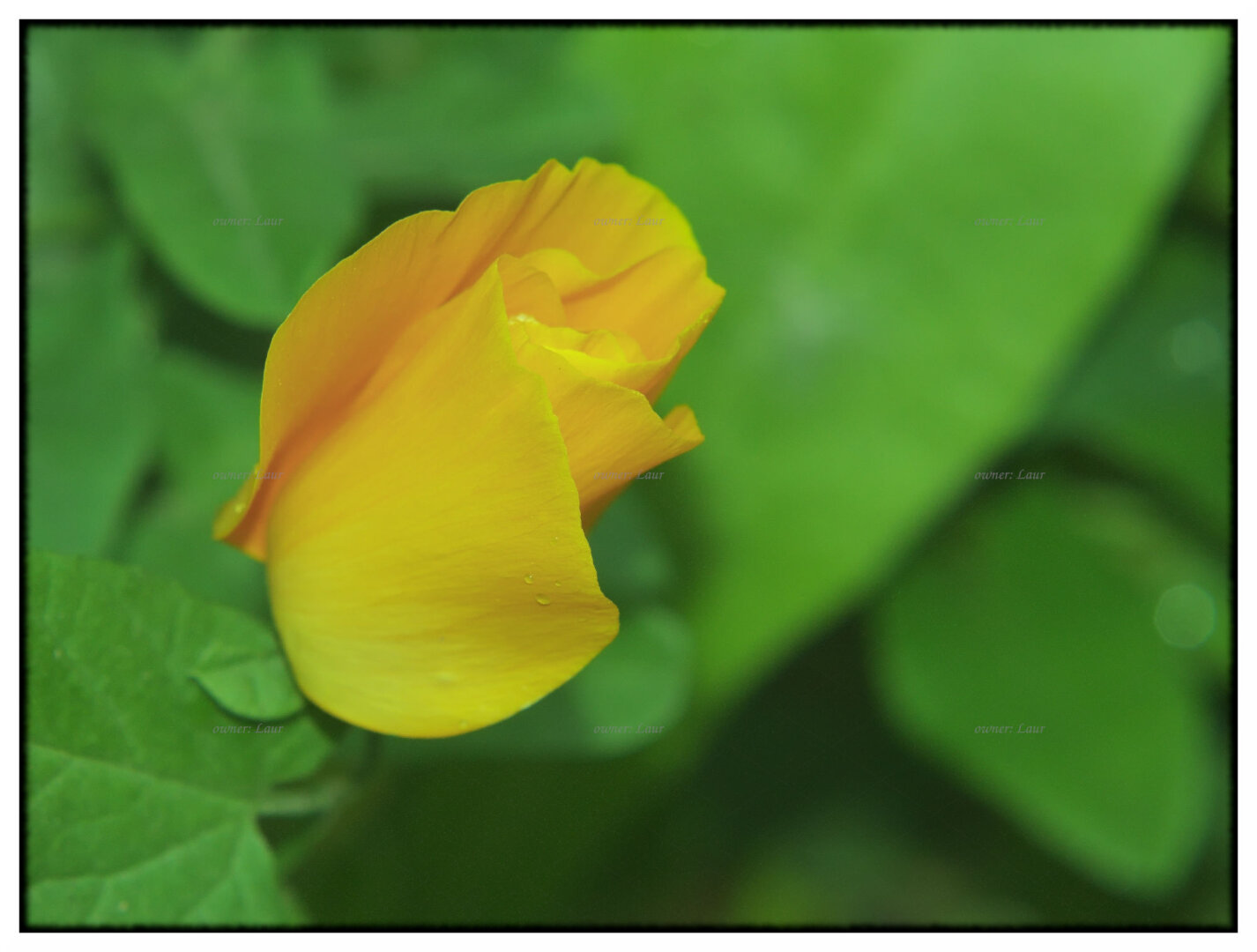 Flower, color, photo