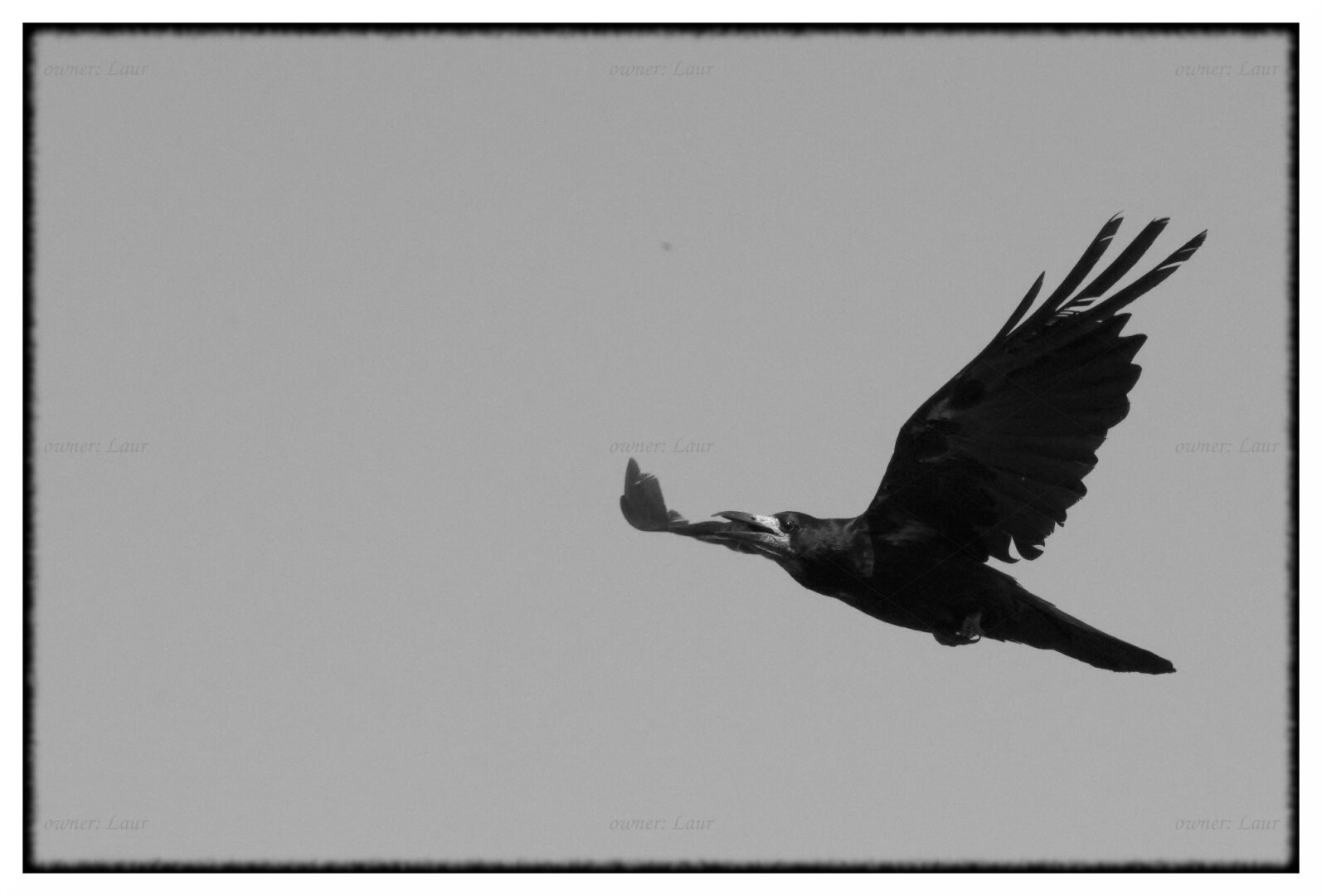 Bird, monochrome, photo