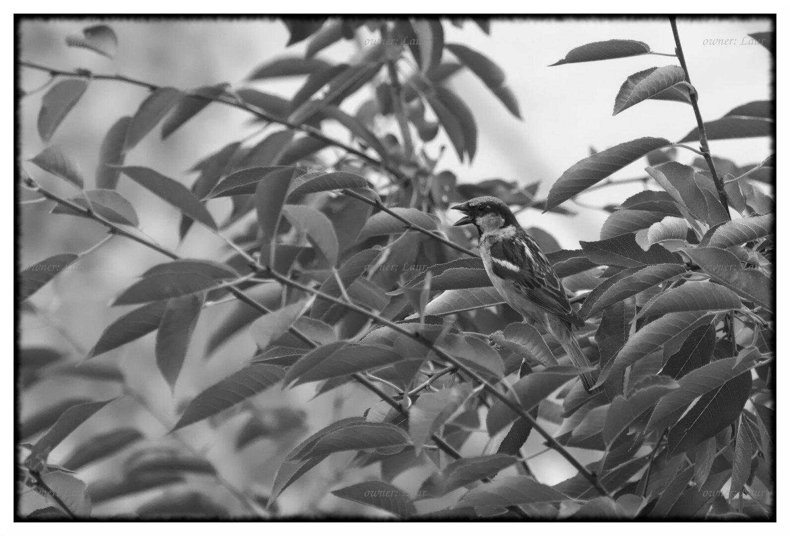 Bird, monochrome, photo