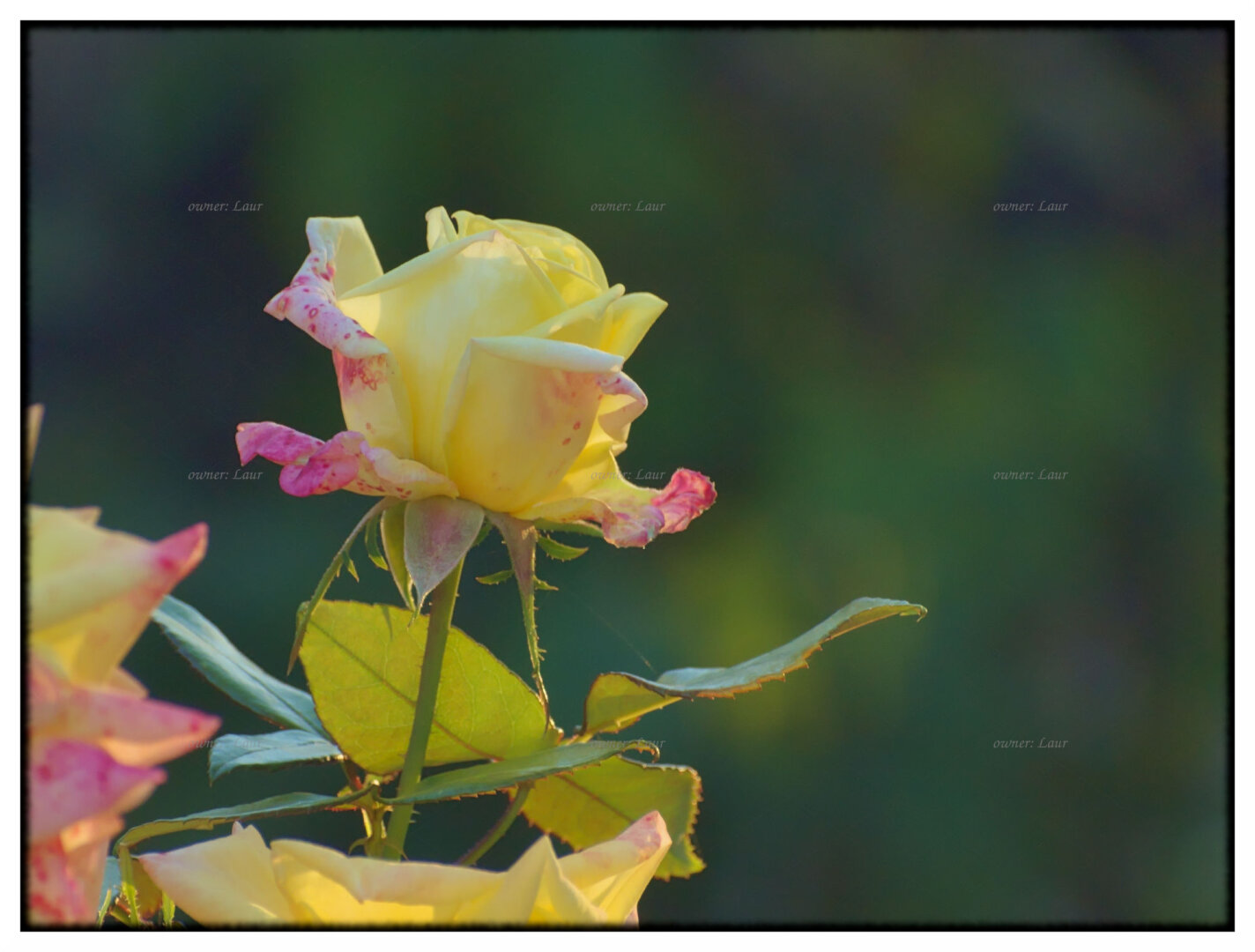 Rose, color, photo